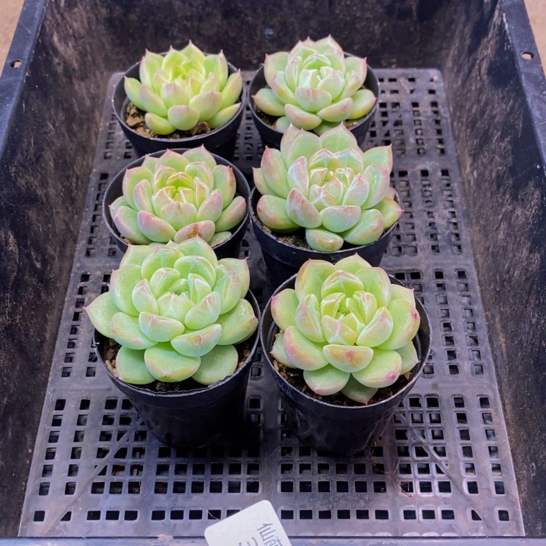 337多肉植物保护研究所