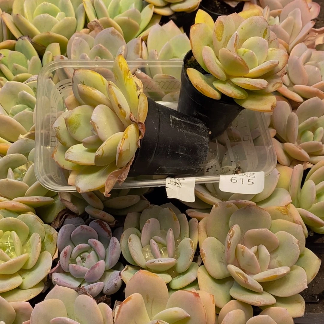 615 仙葩园艺精品多肉