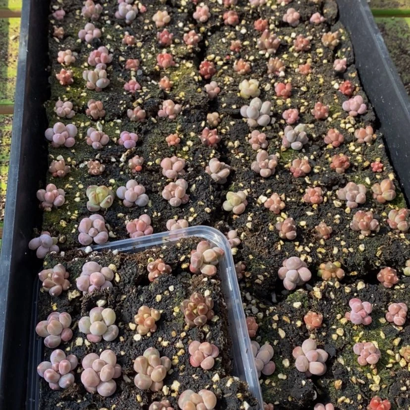 【闪购商品】553....