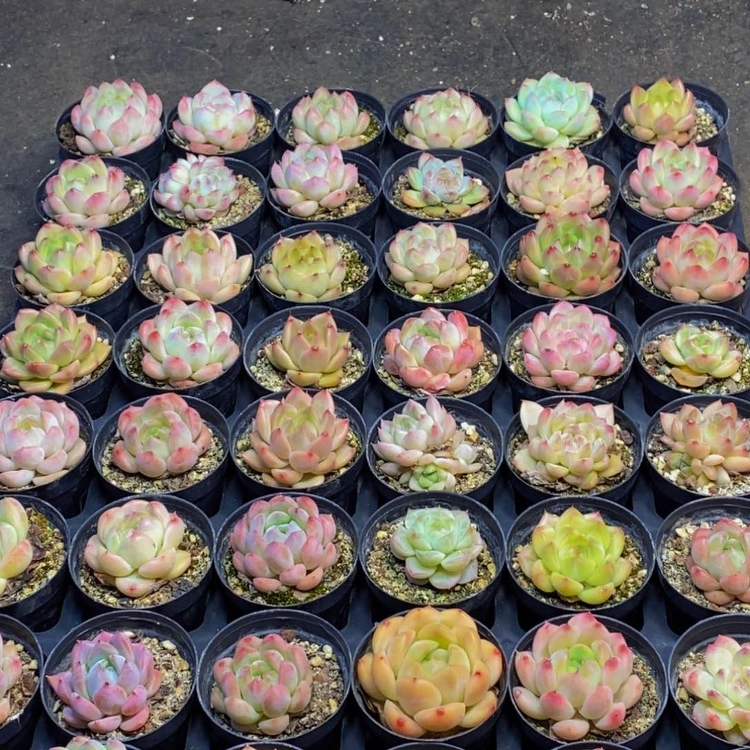 563多肉植物保护研究所所长