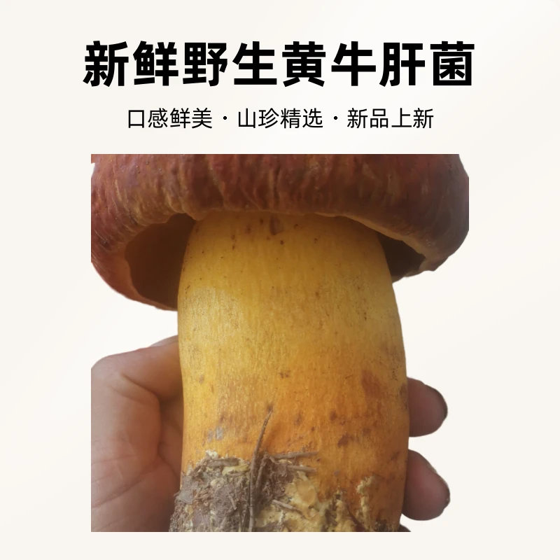 云南特产现货新鲜蘑菇食用黄牛肝菌山珍精选黄赖头顺丰空运包邮