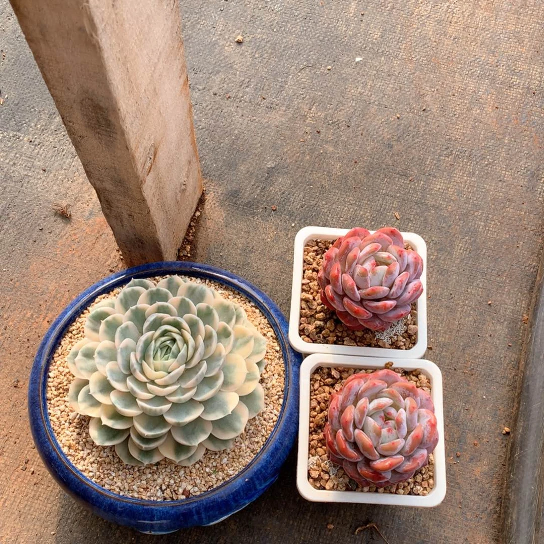 昂斯洛橙子一物一拍