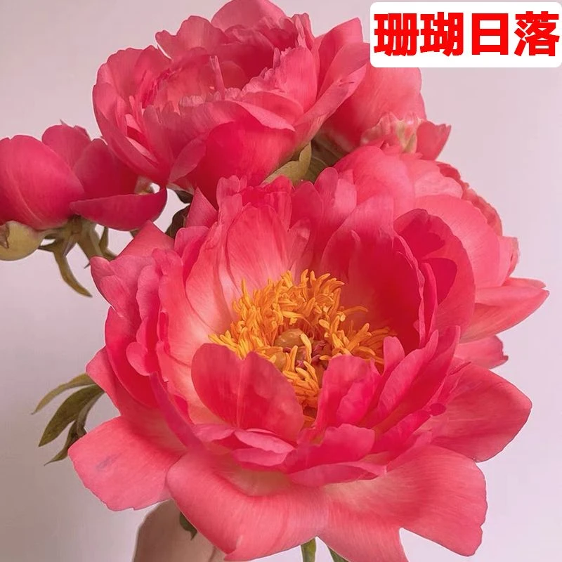 进口珊瑚日落芍药花苗稀有会变色品种庭院地栽盆栽花苗基地直发