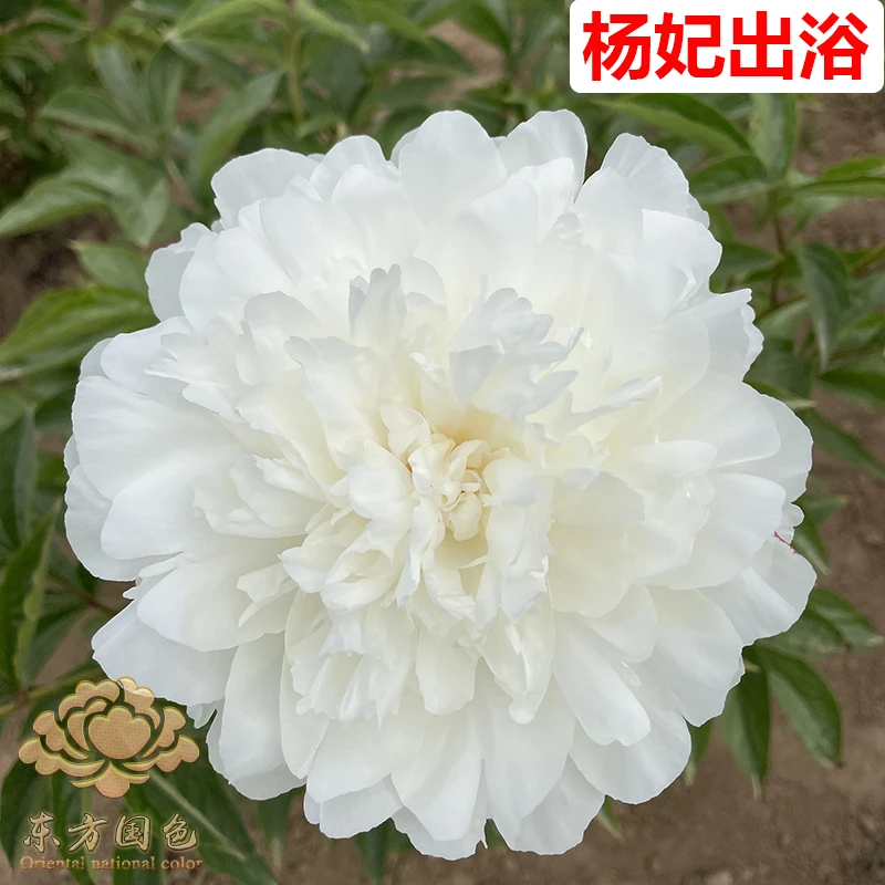 杨妃出浴白色千层重瓣芍药花苗菏泽基地直发地栽盆栽花卉春季开花