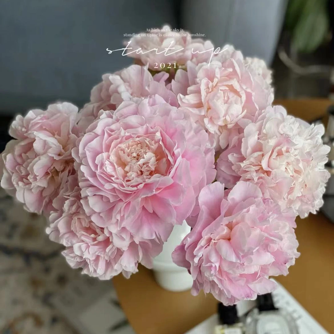 【现货】A等级种生粉芍药鲜花仙女粉插花家庭水养鲜切花空运发货