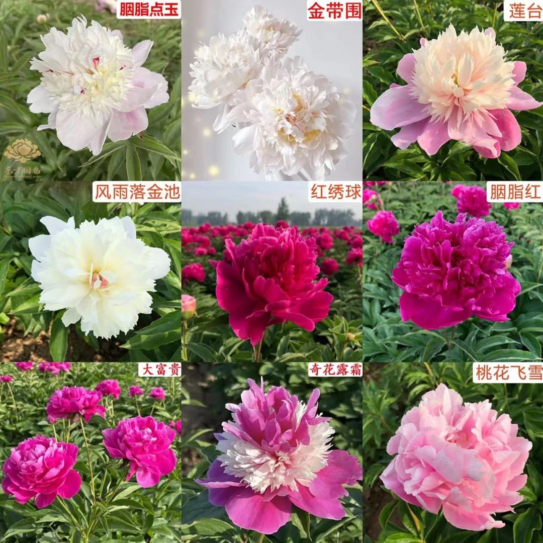 菏泽重瓣千层芍药花苗大花品种芍药根块易养活庭院盆栽地栽花卉