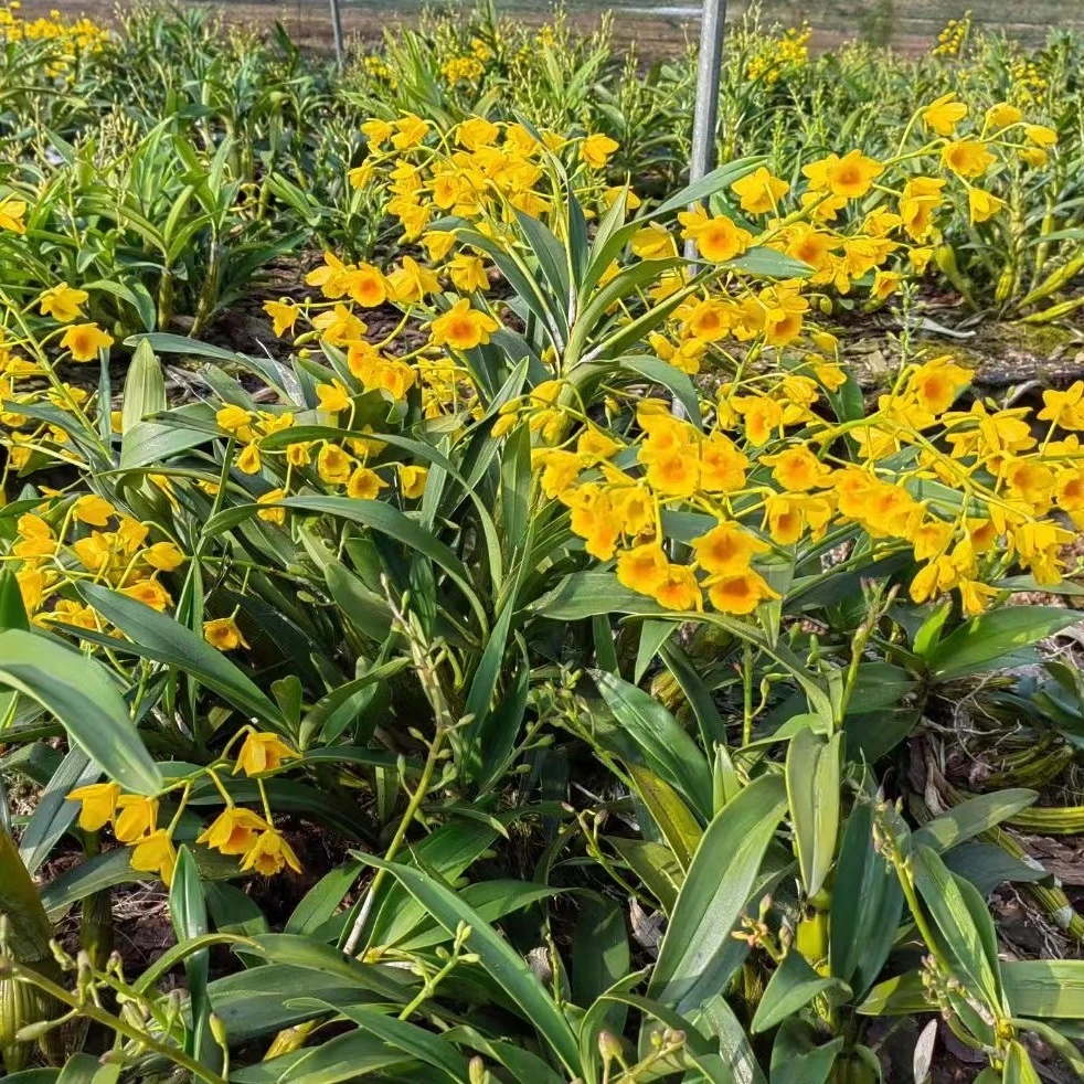（小表妹）鼓槌绿植新鲜基地现货直发