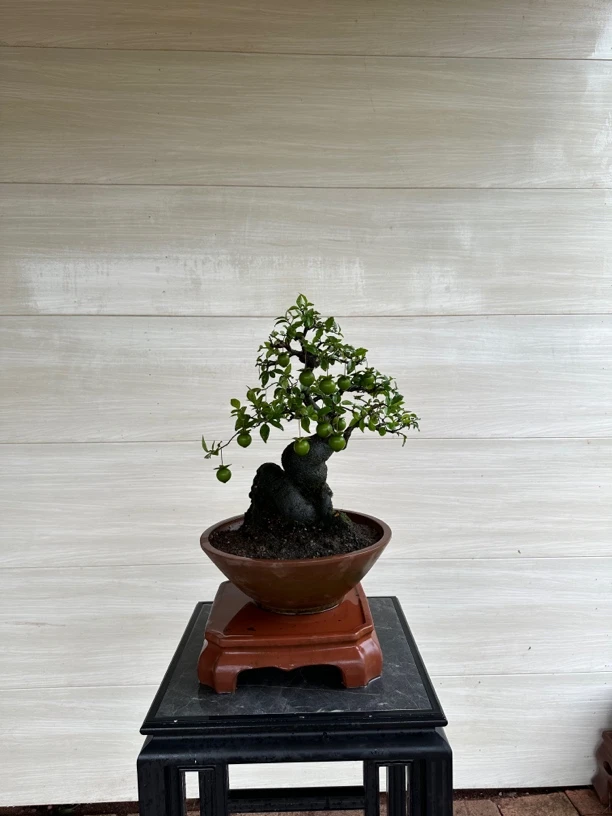 金弹子盆景晚熟品种