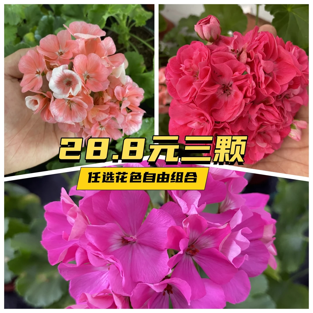 【3颗任选组合拍下联系客服备注】三盆三色,勤花天竺葵品种(带花苞)