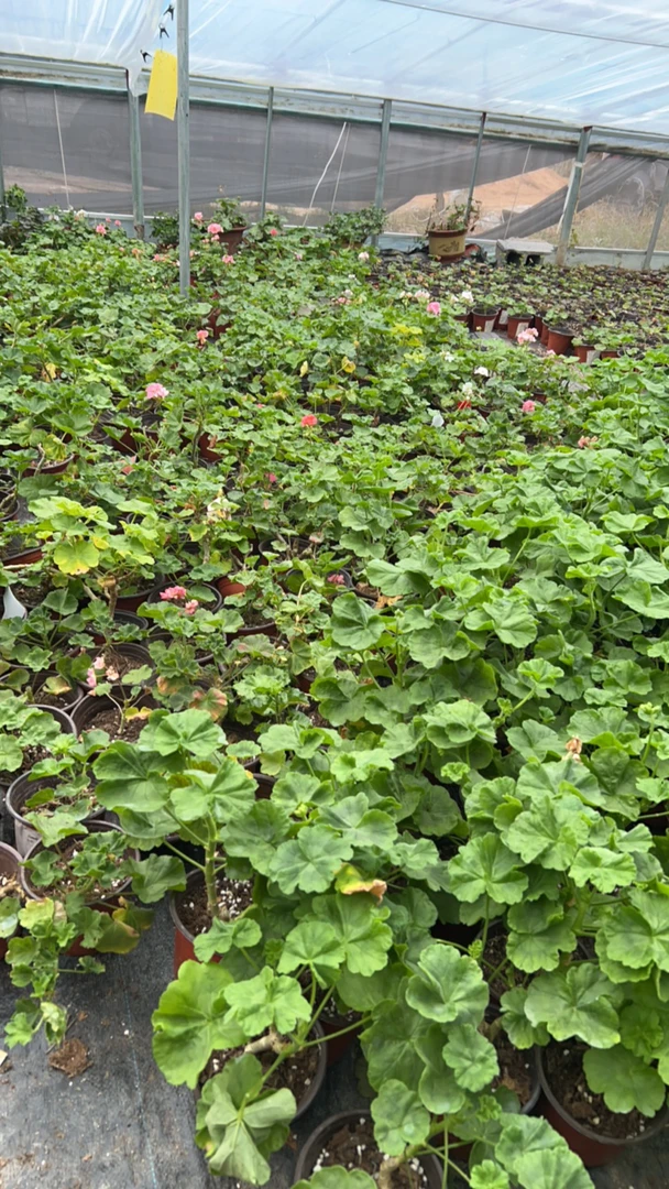 天竺葵一物一拍专用链接1颗