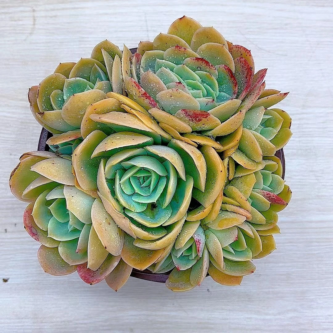 星花怒放 星娜塔 多肉植物 满19.9包邮