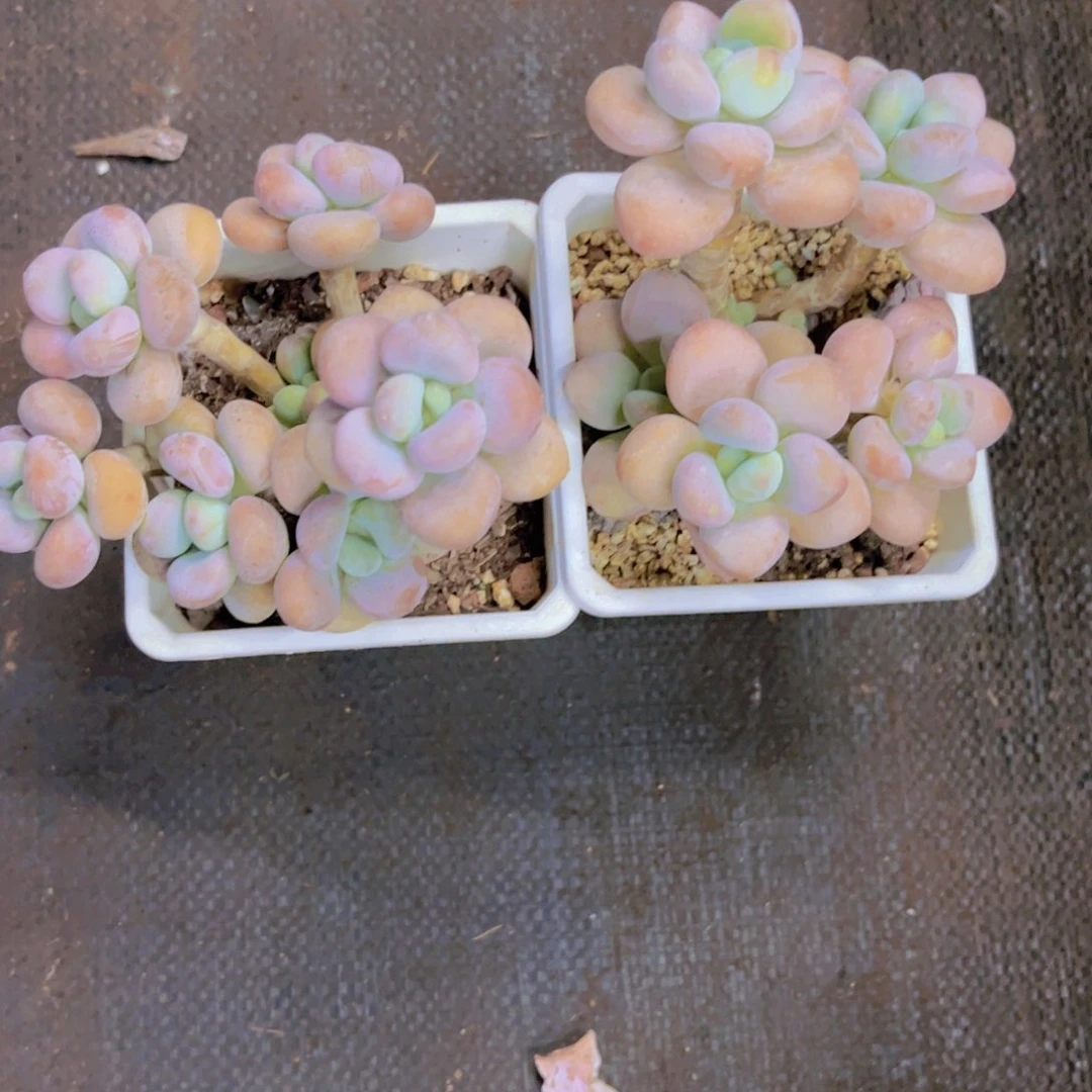 洛神2颗一物一拍