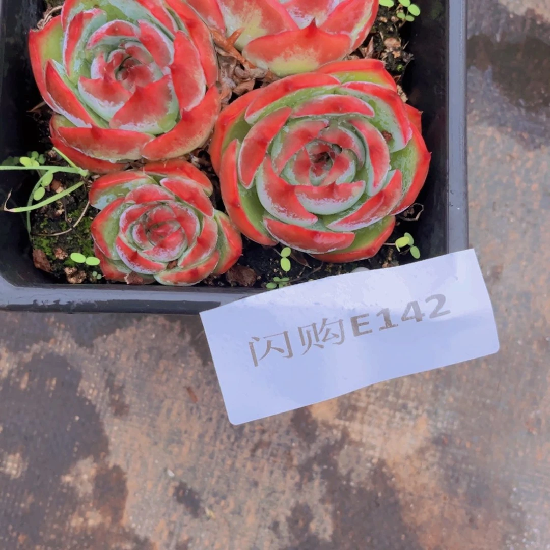 米****座惊鸿仙子Ｅ142号一物一拍