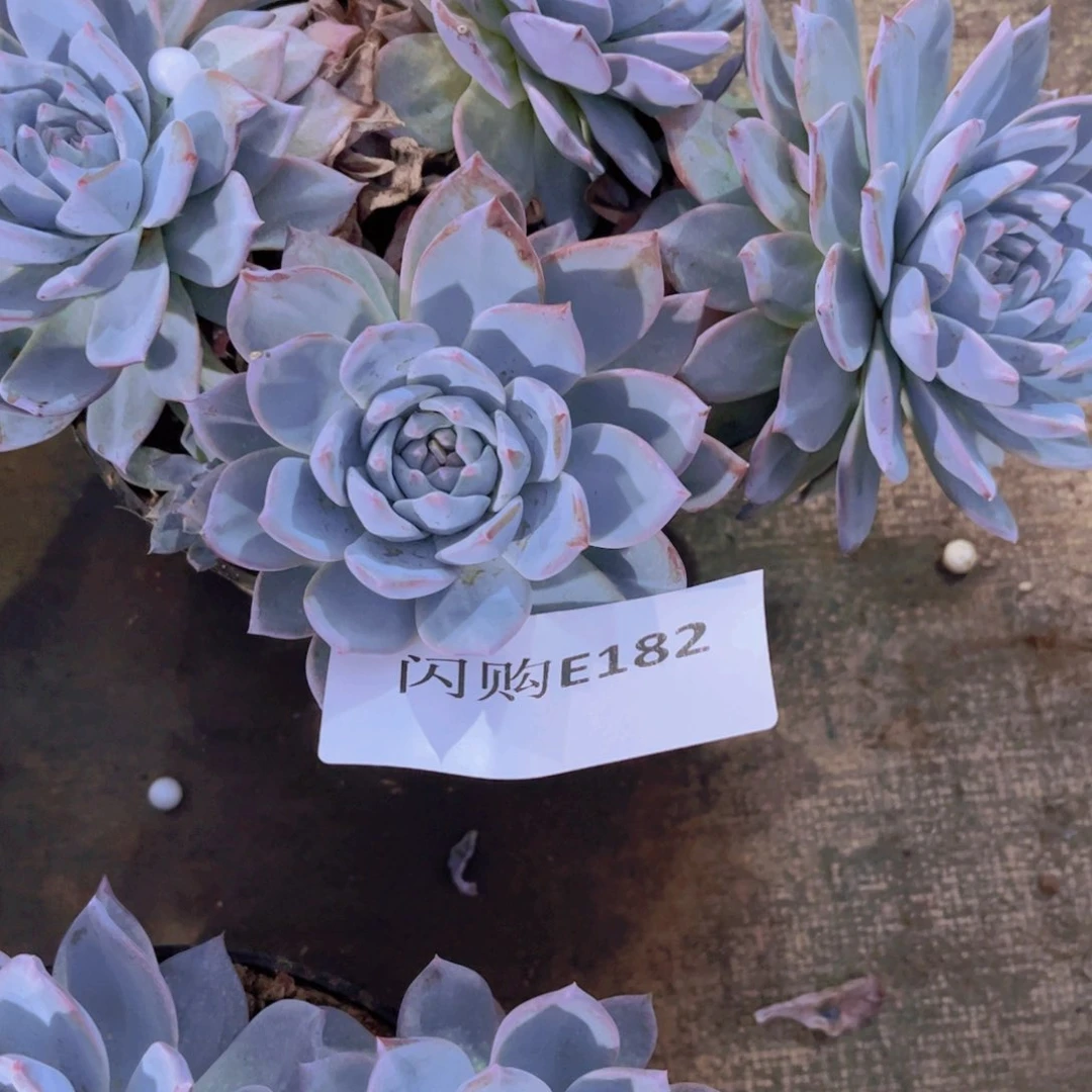 ?****]粉蓝鸟Ｅ１８２号一物一拍