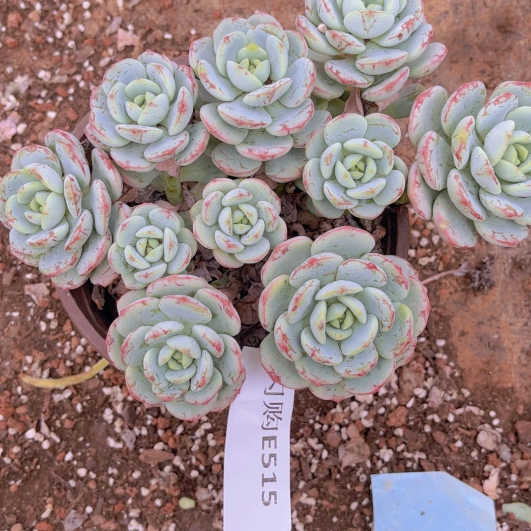 香草E515号一物一拍