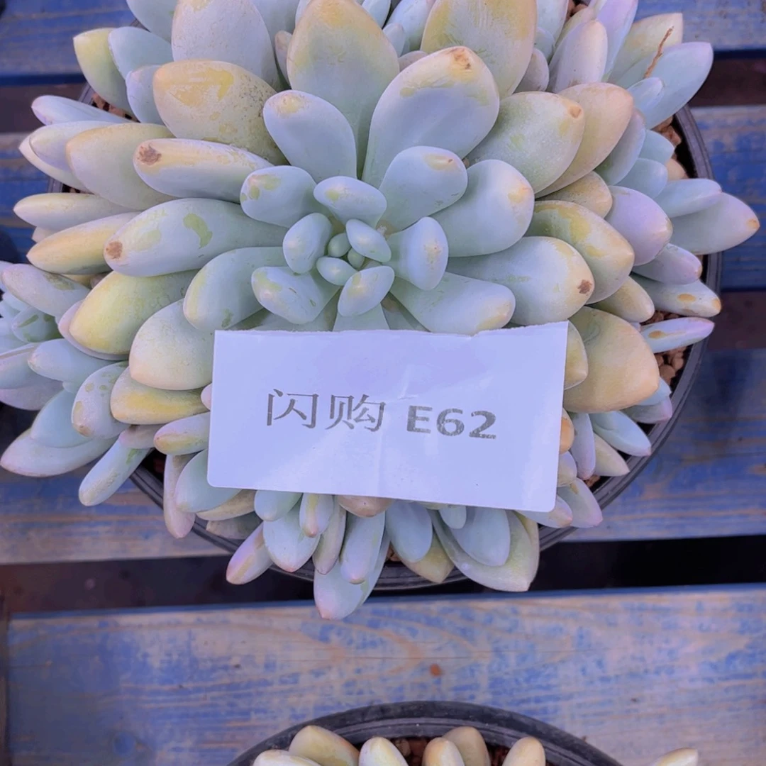 欣***麻香水昂Ｅ６２号一颗