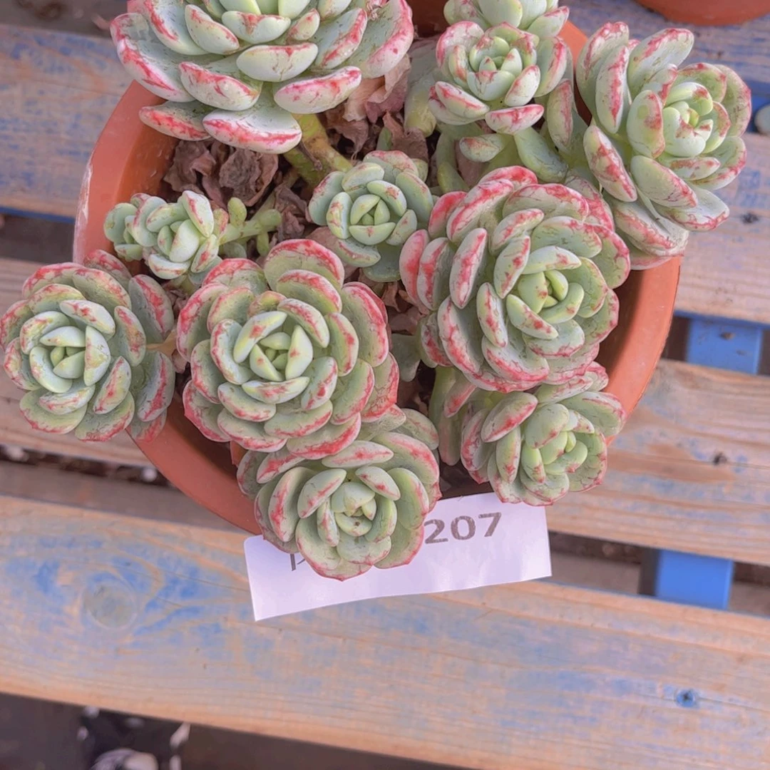红*香草207号一物一拍
