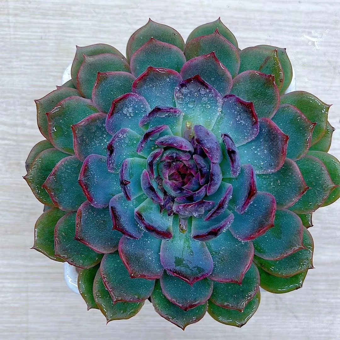 星花怒放 单头蓝色妖姬 多肉植物 满19.9包邮