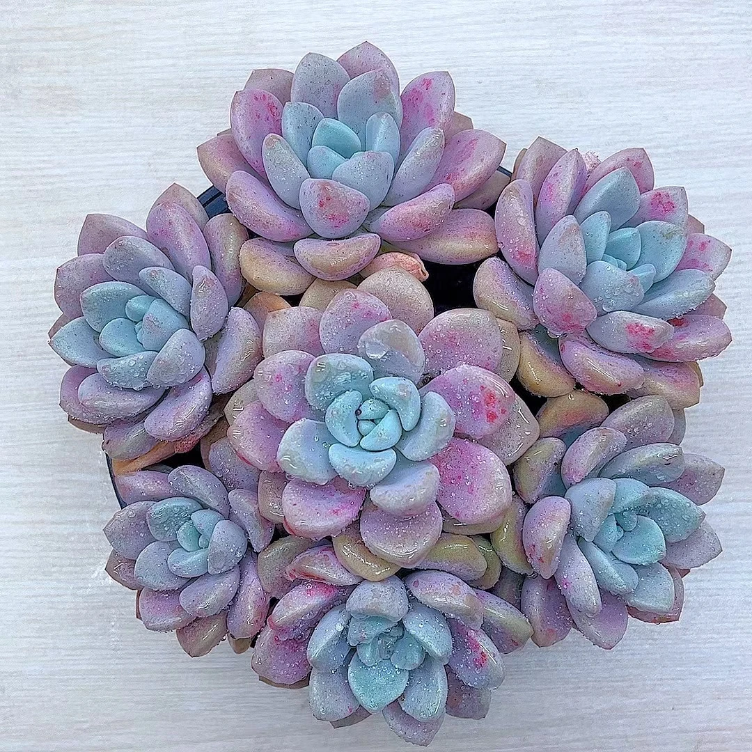 星花怒放 花瓣露 多肉植物 满19.9包邮