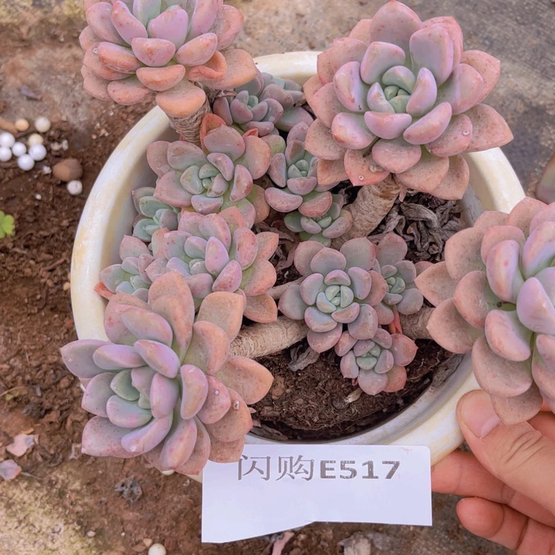 邹*花瓣露Ｅ５１７号一物一拍