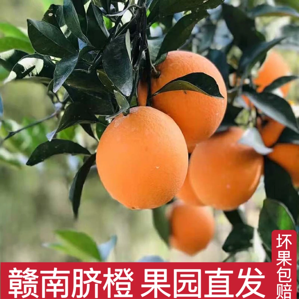 正宗赣南脐橙果园直发菲菲专属链接