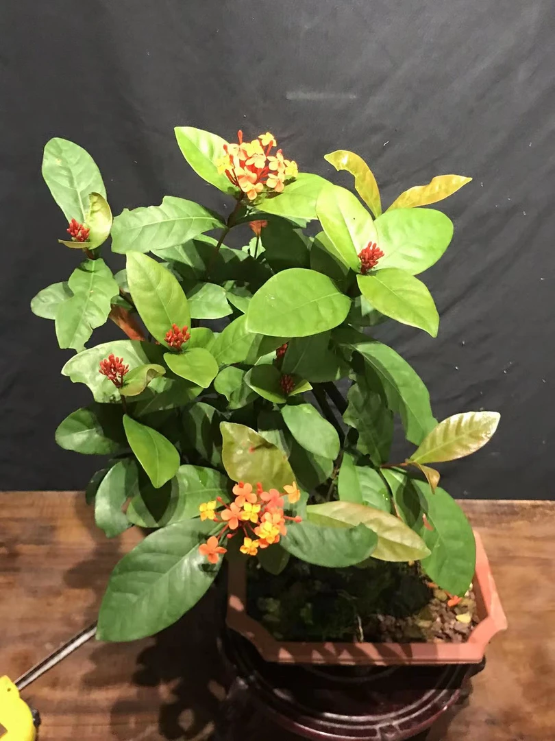 直播间一物一拍，龙船花，岗松，桃金娘，山格木