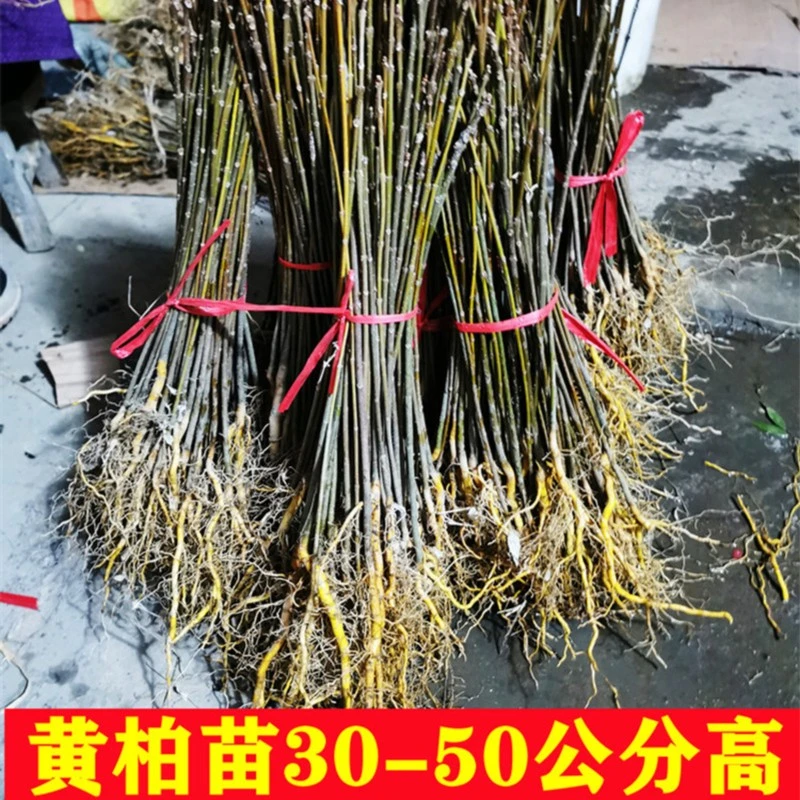 现挖厚皮中药材黄柏苗川黄柏树苗黄菠萝苗剥皮黄柏苗圃保湿发货
