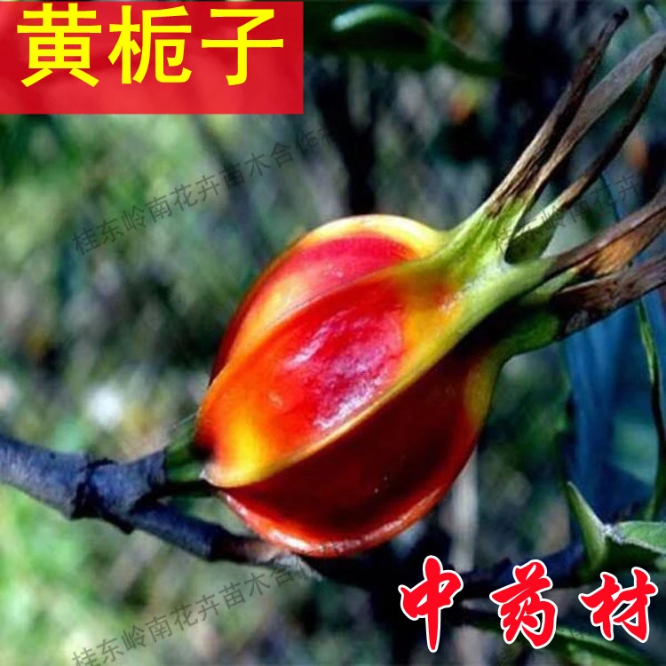 黄栀子盆景树桩树苗浓香栀子花小桩阳台庭院植物实拍老桩保湿发货