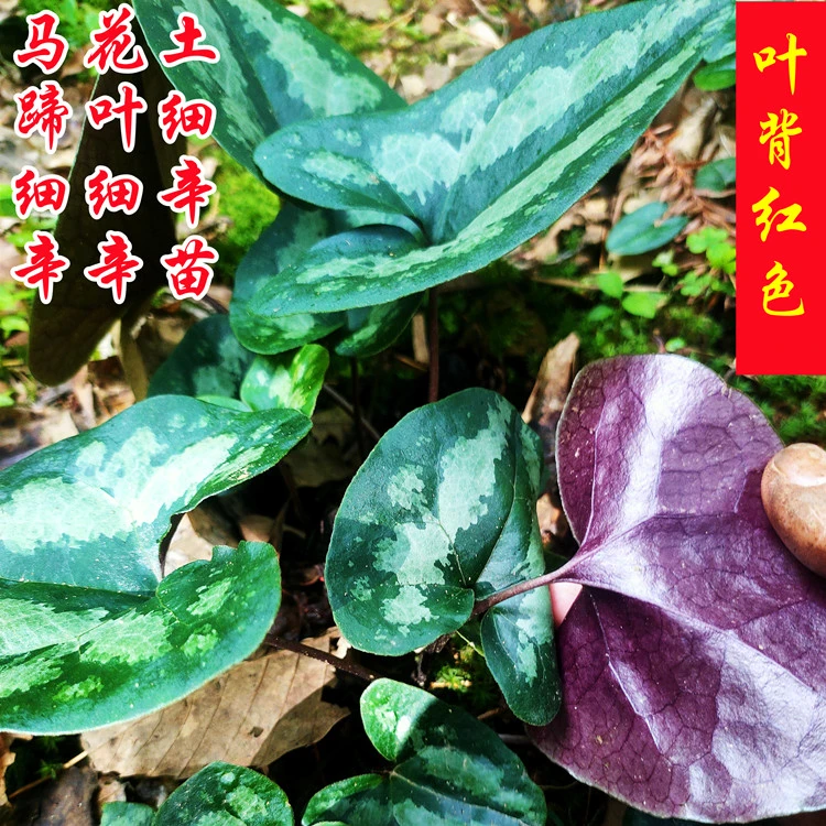 现挖马蹄细辛苗花脸细辛马蹄香杜衡翻天印土细辛苗盆栽庭院植物