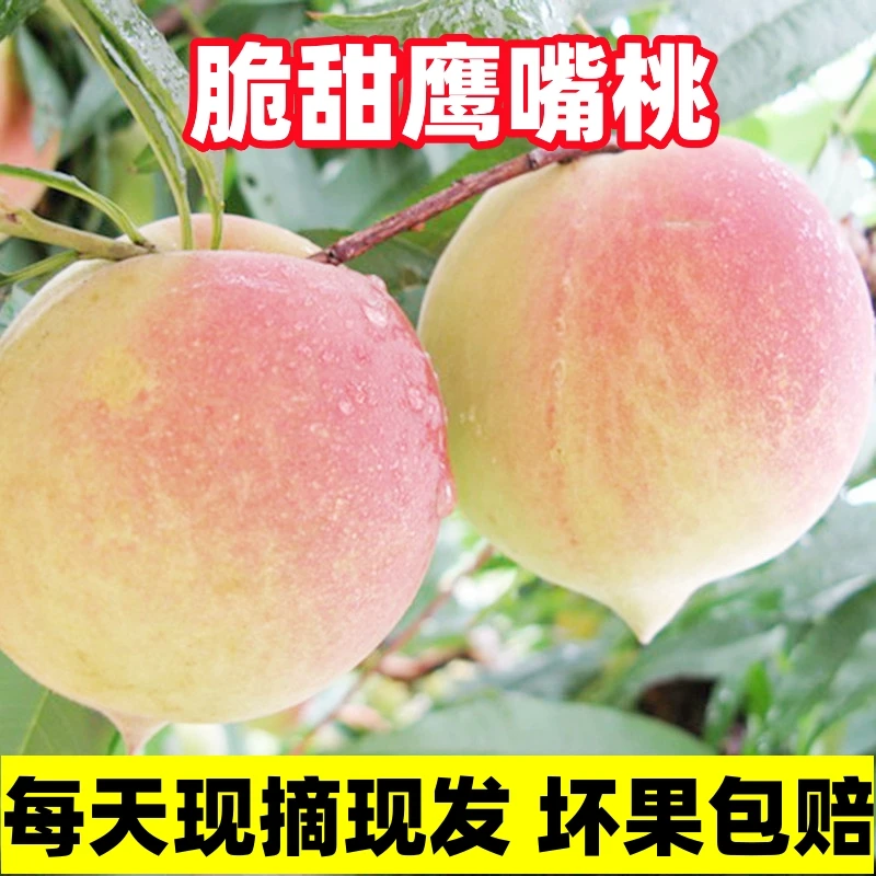【礼盒装】高山鹰嘴桃新鲜现摘当季桃子脆甜多汁整箱包邮非广东连平