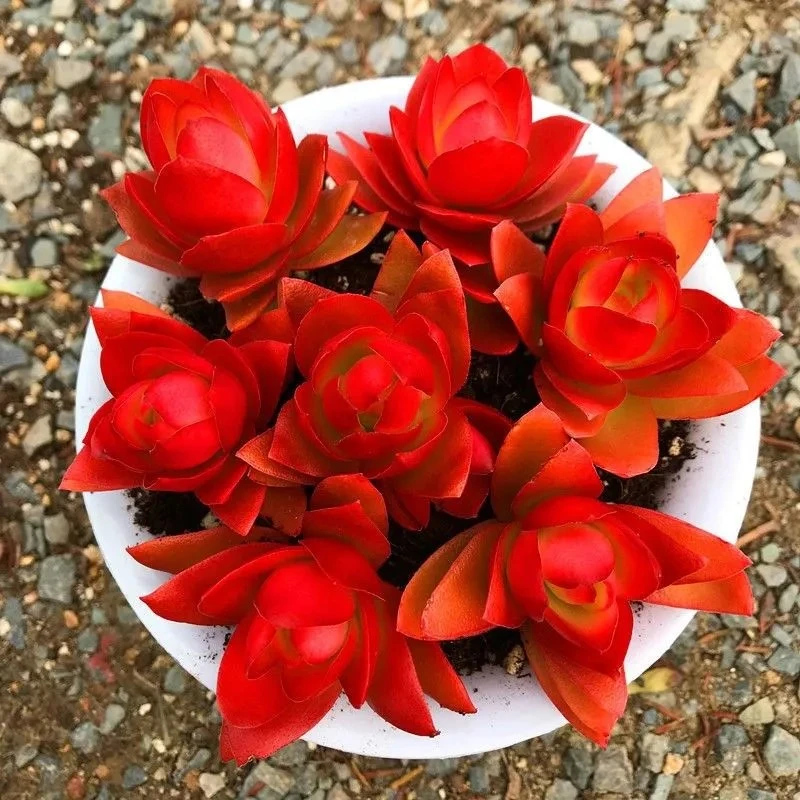 火祭多肉植物 火祭锦多肉老桩红色肉肉组合新年节庆年宵花喜庆