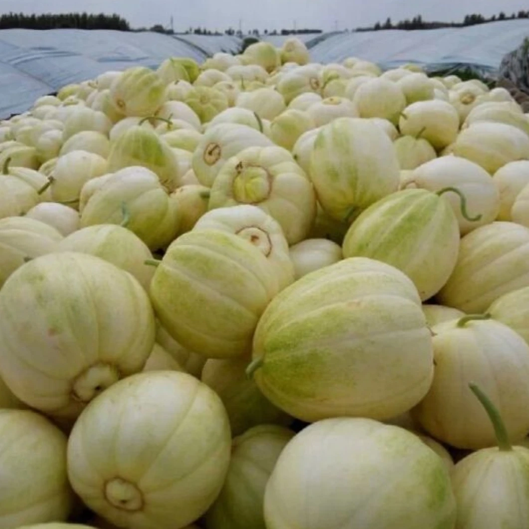 黑龙江白糖罐香瓜 3/5斤新开园头茬瓜 产地现摘现发 香甜鲜而多汁