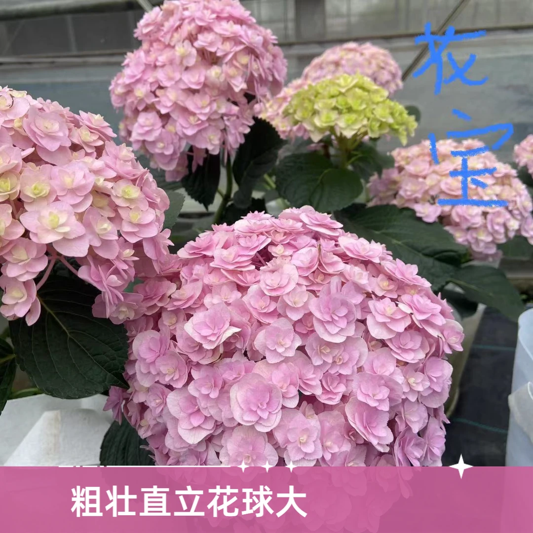 火星的花园/花宝新苗1加仑老枝开花大花绣球/直立粗壮花球大