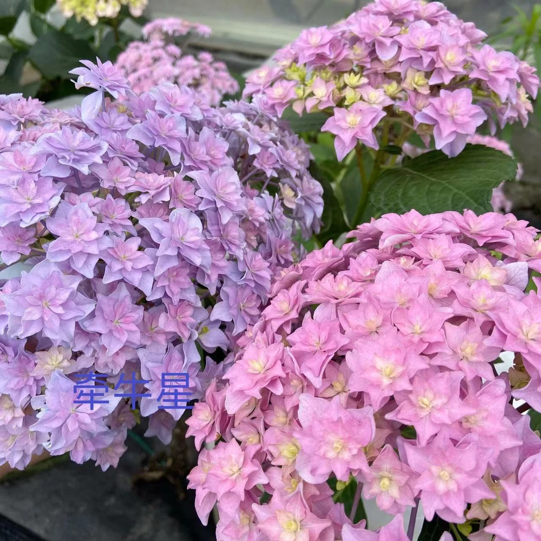 火星的花园/牵牛星老枝开花大花绣球/12厘米盆阳台种植直立粗壮