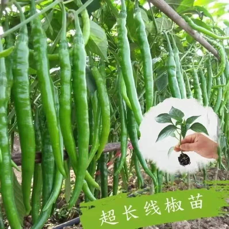 香辣线椒苗秧苗高产辣椒苗农家春季四季种植辣椒种苗大量批发