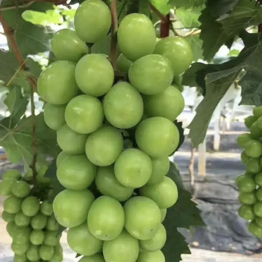 新疆西藏不发货葡萄树苗巨峰葡萄