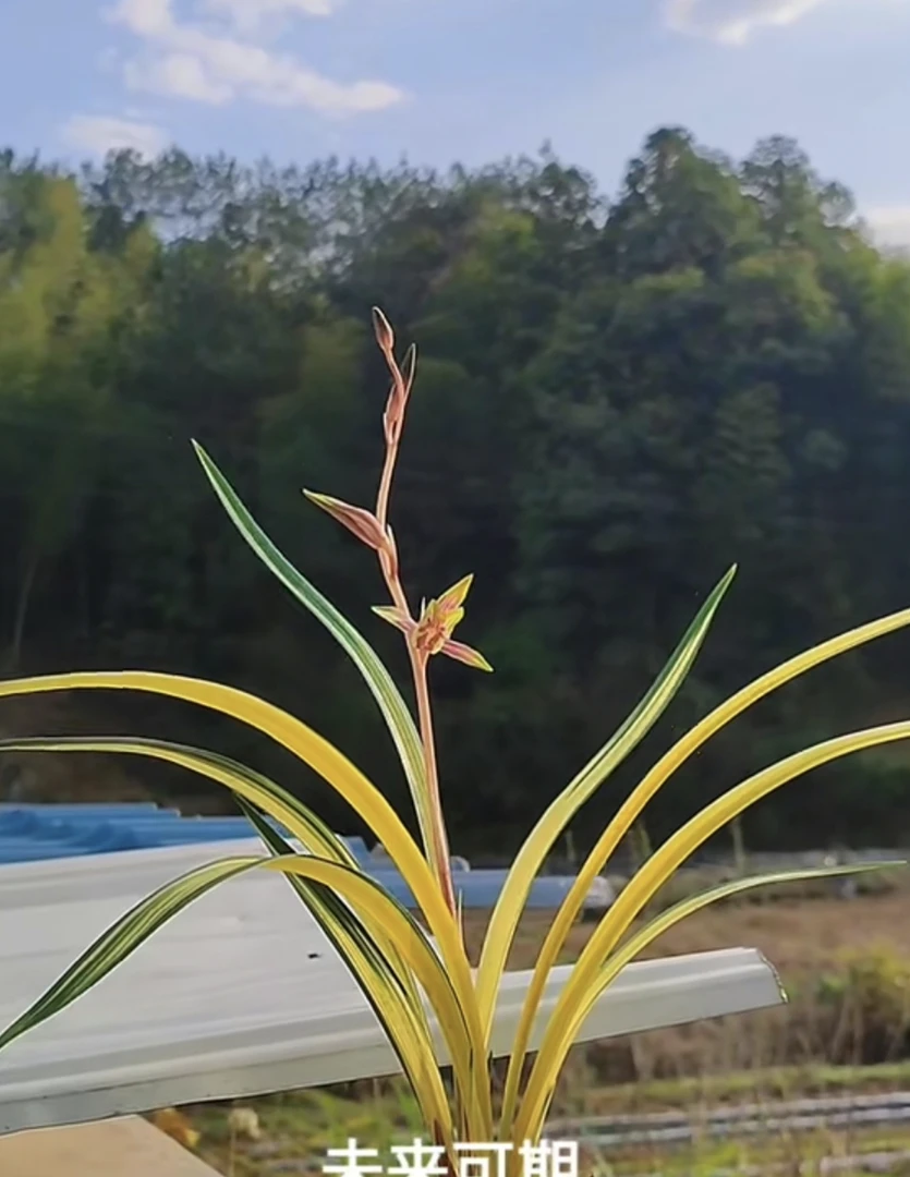 墨兰南阳之松大囍兰苑室内好养易活绿植花卉盆栽