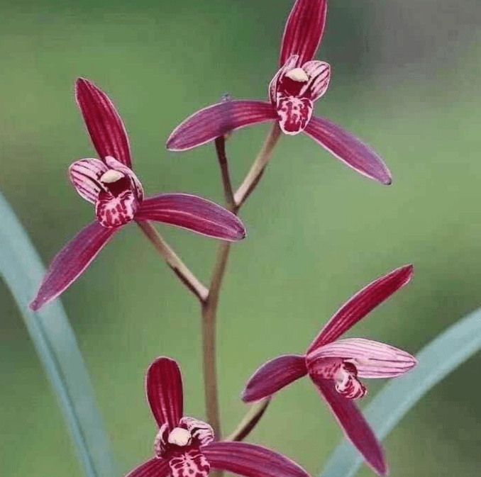 建兰紫蜻蜓 紫花紫杆 美艳无比