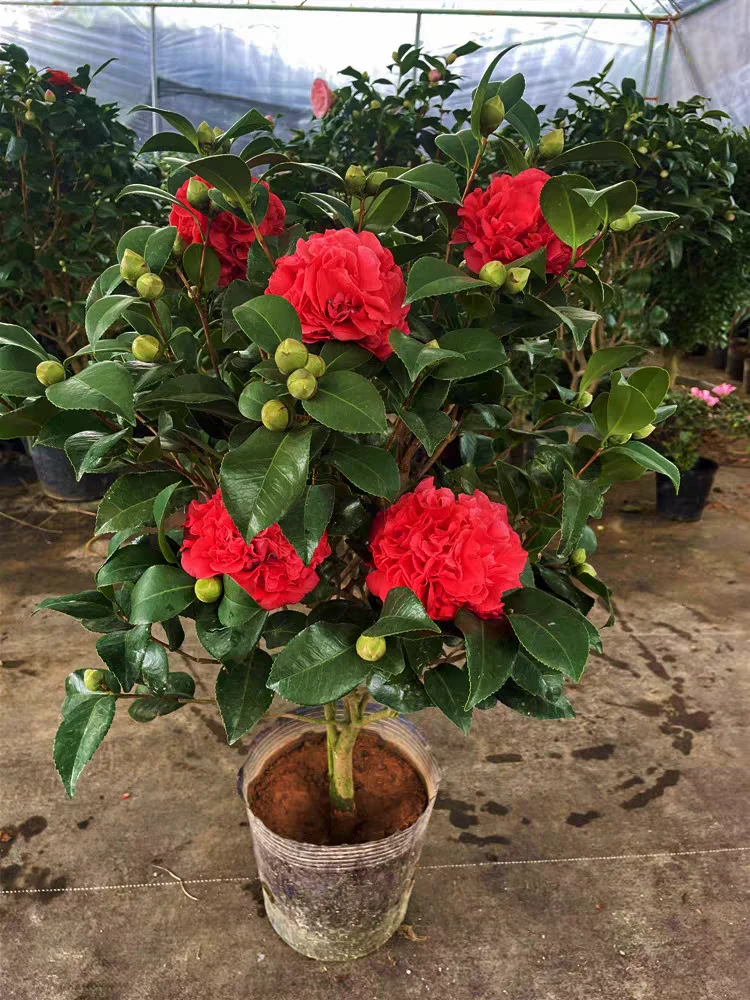 克瑞墨茶花大花香水茶花巨大花浓香型大红色品种山茶年宵花卉名贵