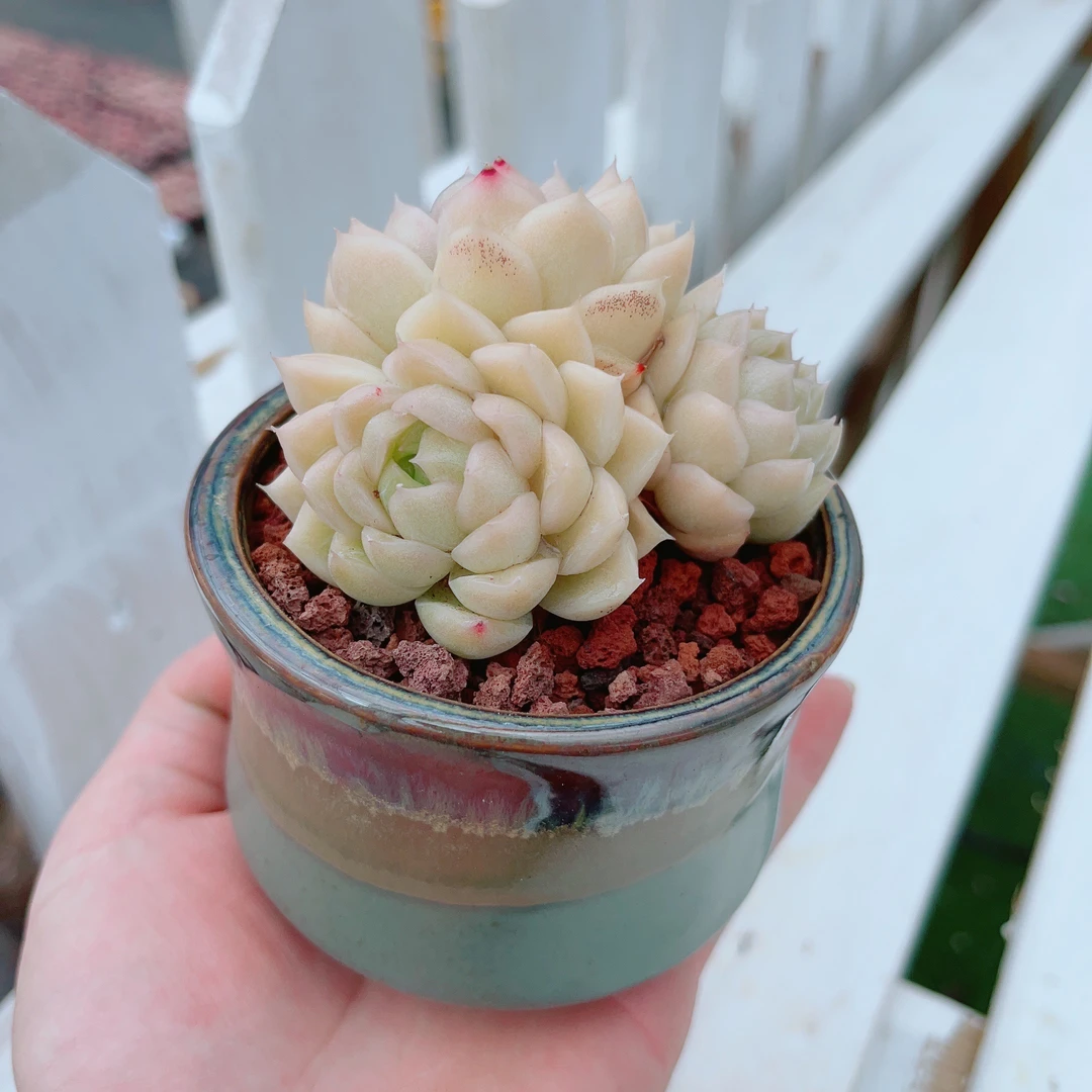 7# 油麦秆群2-3头精品多肉多状态带陶瓷盆（Z332竹节盆颜色不指定）