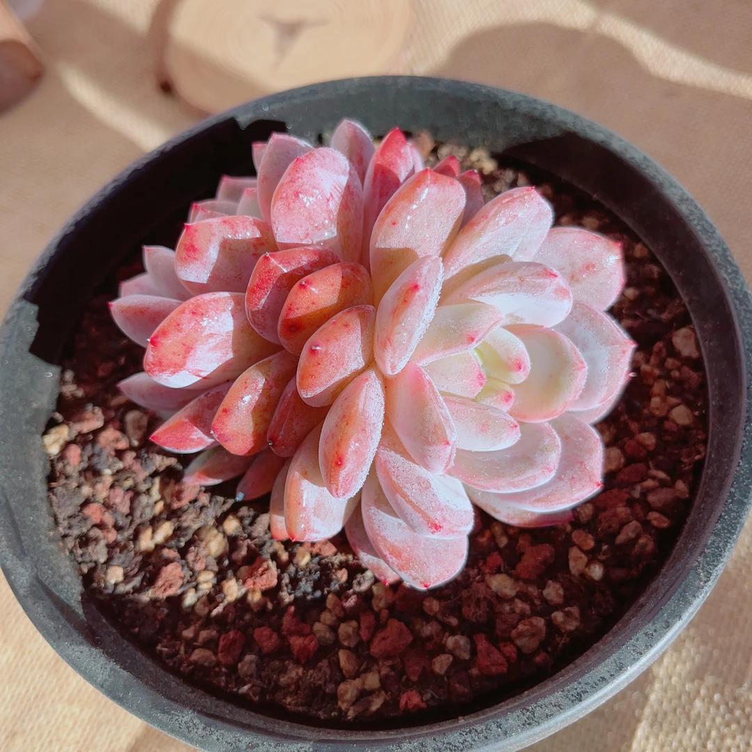 2加仑盆雪天使双头精品多肉脱土裸根发