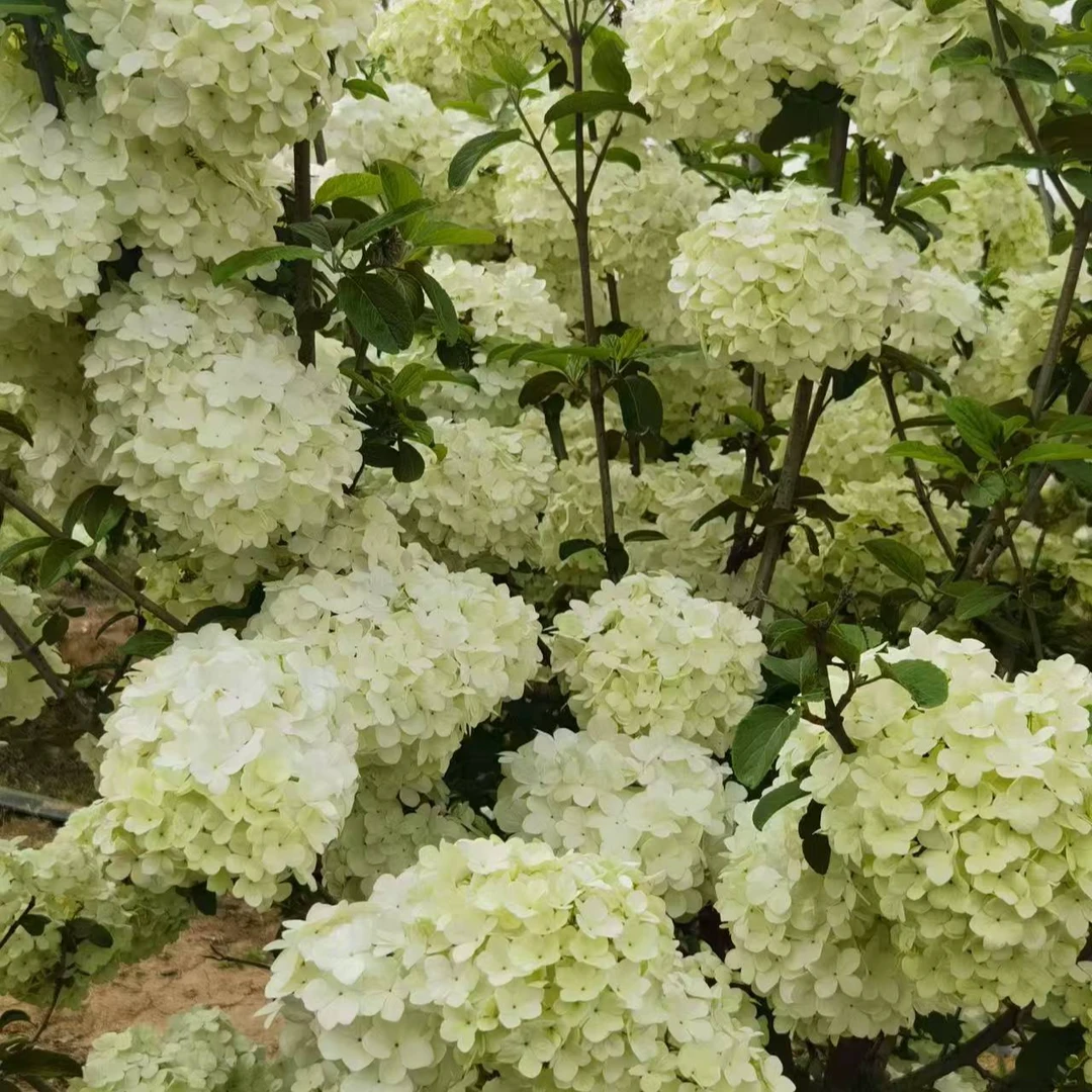 中华木绣球斗球基地直发价格优惠性价比高