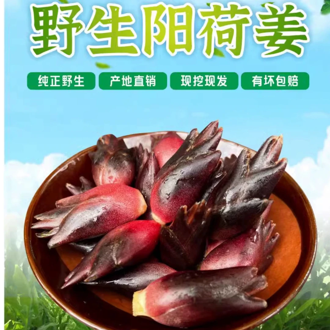洋荷姜阳荷姜新鲜现挖野生洋河阳和姜洋火胡嫩姜土家族