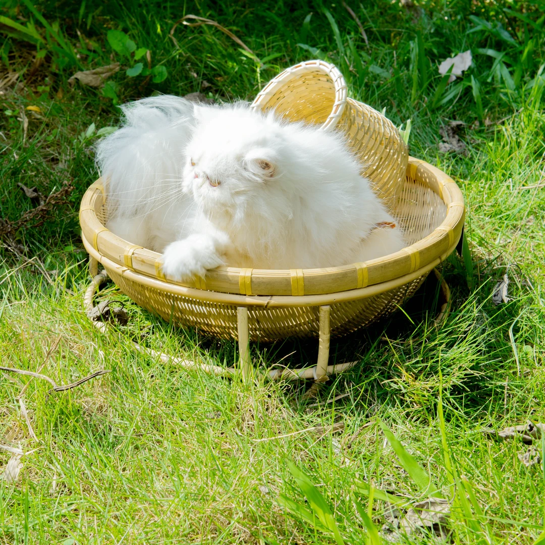 （这是三脚架单层猫窝）竹编水果篮淘米沥水篮（送垫子送猫薄荷）