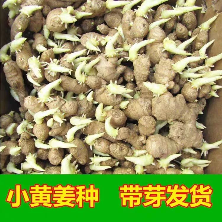 【云南小黄姜生姜种子】老品种姜种姜苗生姜大姜湖南二姜贵州二黄姜