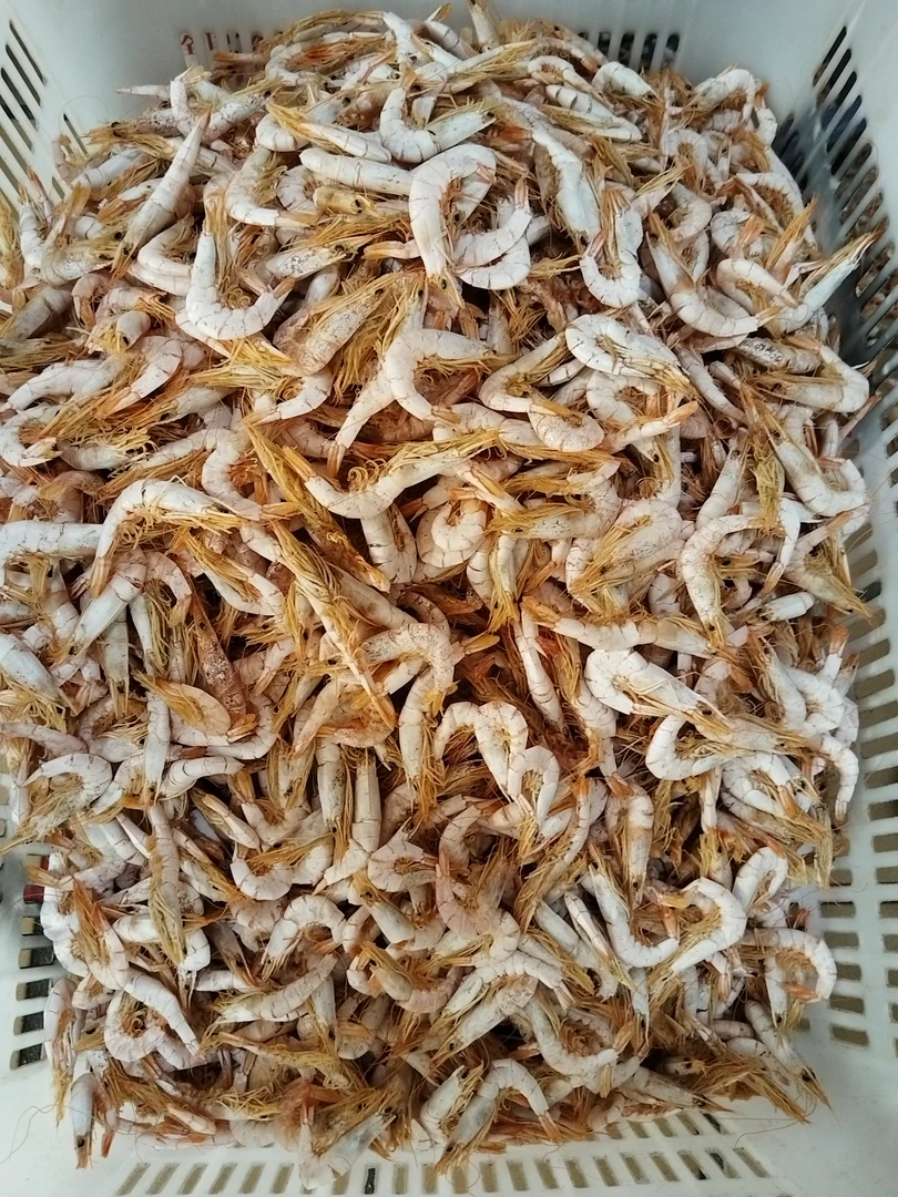 碣石港鲜甜尖虾虾干