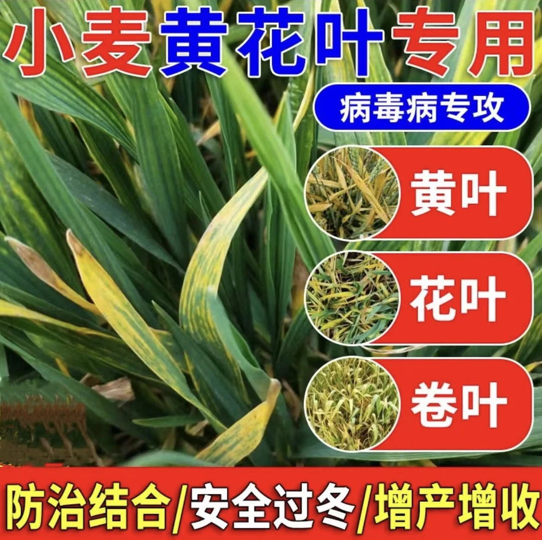小麦黄花叶病毒病专用防病增产套餐