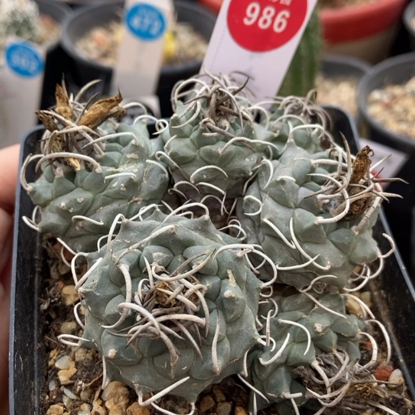 【闪购商品】自根娇丽群8.5cm