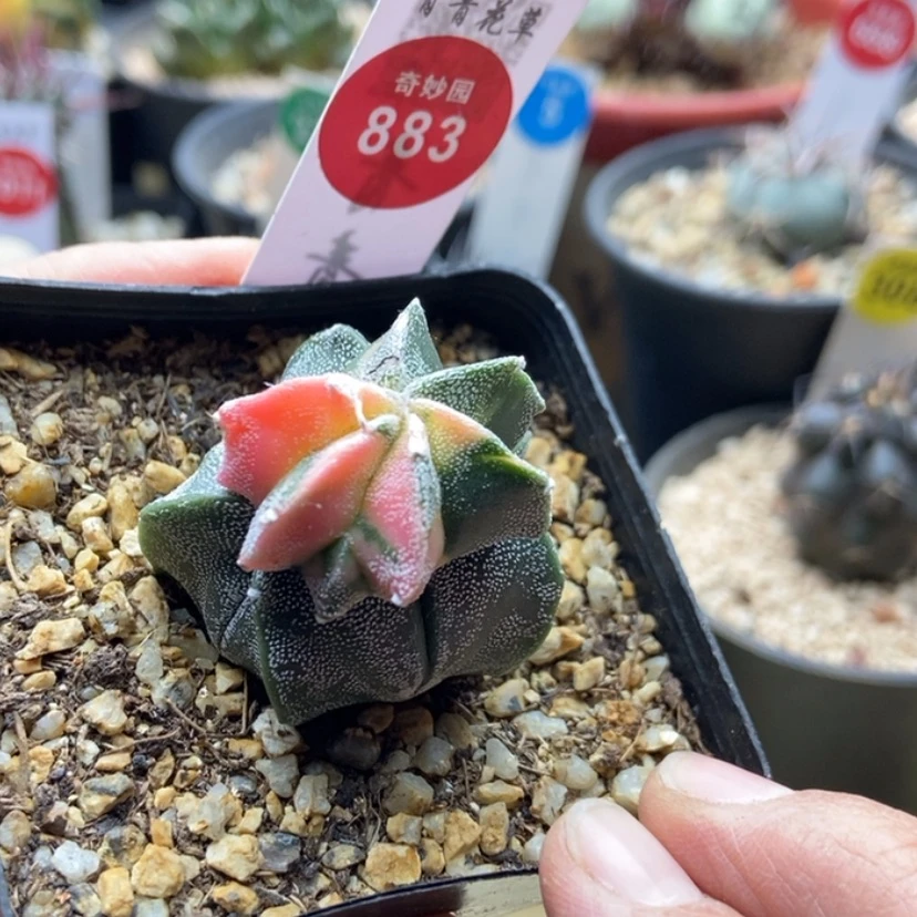 【闪购商品】实生有小疤银沙鸾凤玉锦