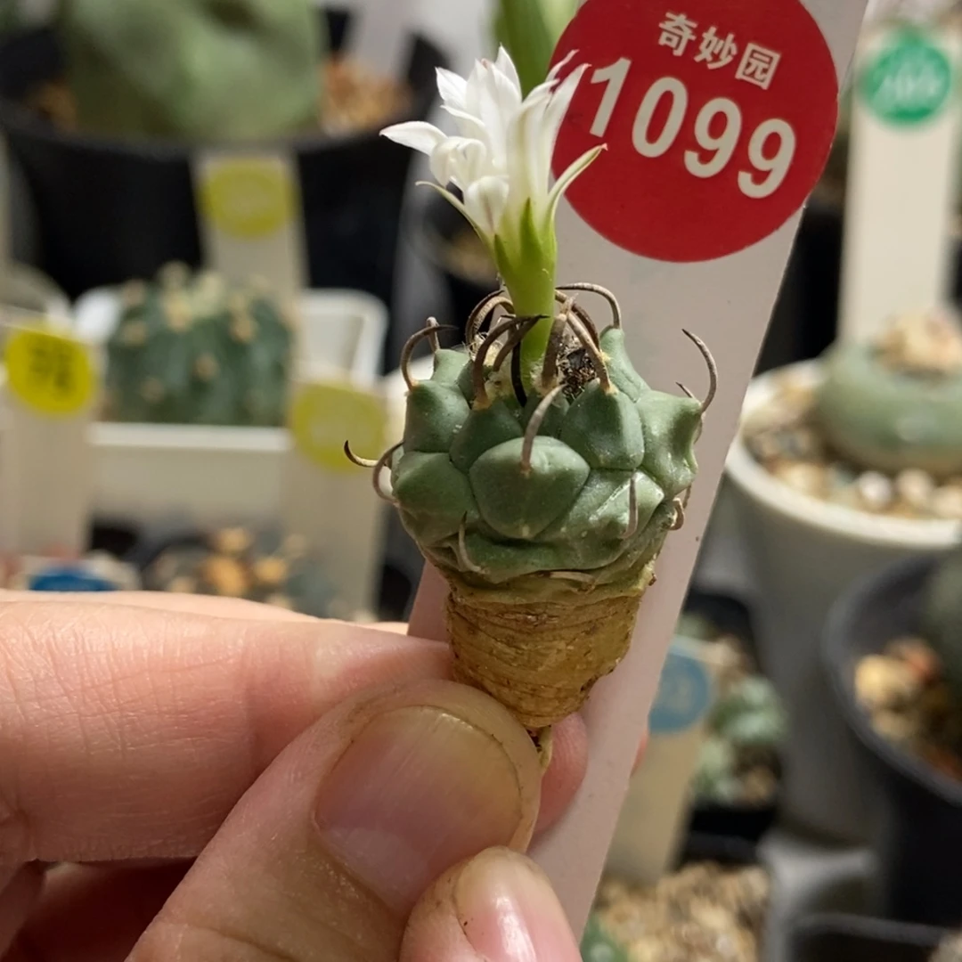 优选娇丽一颗仙人球，